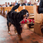 Berner Sennenhund bringt Eheringe