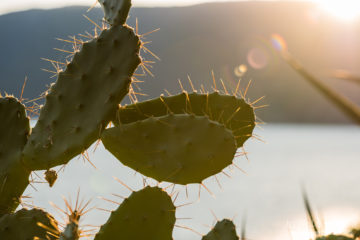 Feigenkaktus im Abendlicht